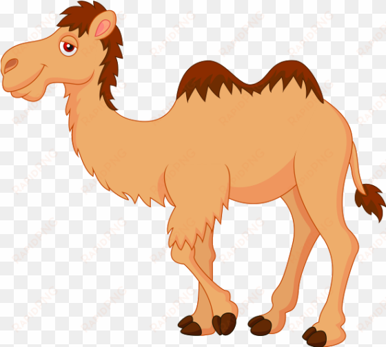 camel png clipart - camel clipart