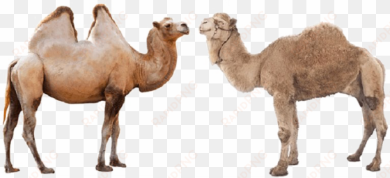 camel png high-quality image - 2 types of camel