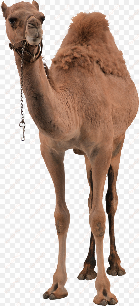 camel png pic - camel png