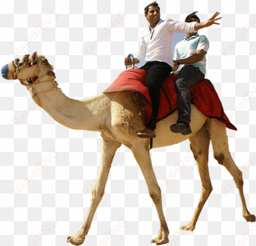 camel ride casela mauritius - desert safari camel ride
