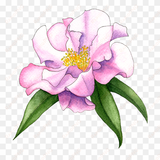 camellia-'buddha' - camellia