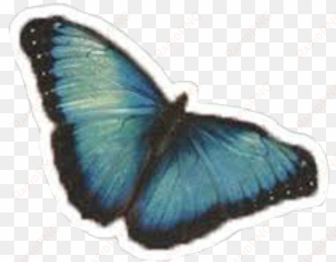 camilacabello camilizer butterfly camila neverbethesame - camila cabello butterfly
