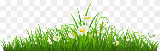 camomile clipart png format - chamomile png