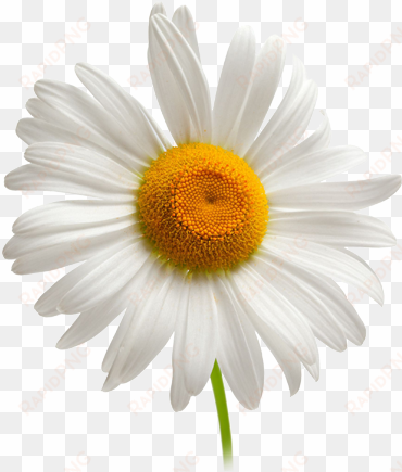 camomile png image, free flower picture facial cleansers, - camomile png