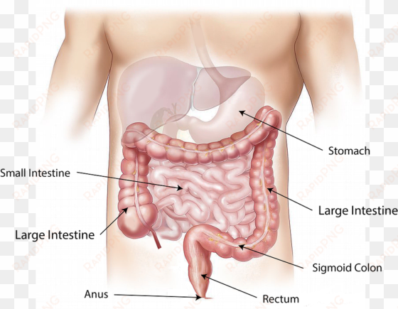 can cannabis help with digestive and gut problems - things in the abdomen