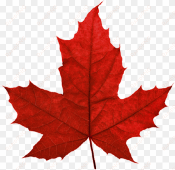 canada leaf png - canadian maple leaf transparent