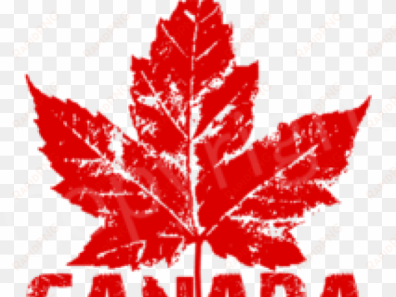 canada maple leaf png transparent images - canada maple leaf