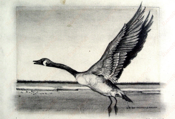 canadian goose pencil study drawing - drawing