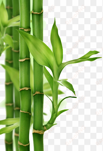 cañas de bambu png