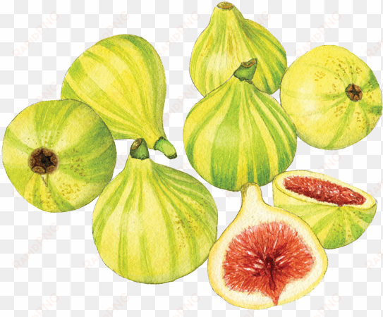 candy stripe figs - common fig