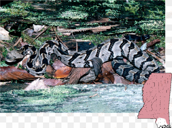 canebrake rattlesnake - cottonmouth
