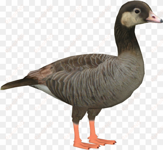 canlag goose - duck