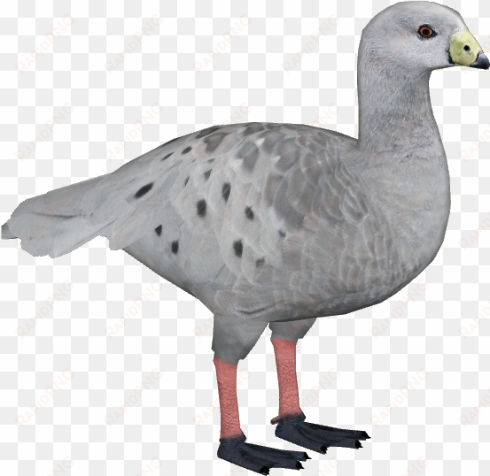 cape barren goose - wiki