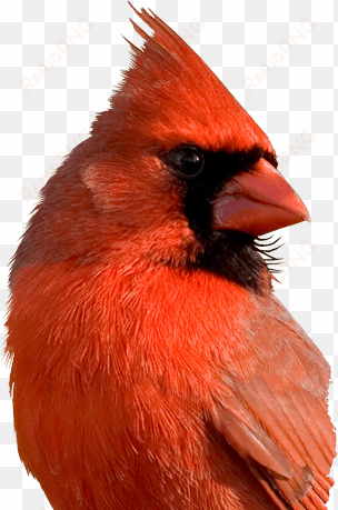 cardinal bird png - red cardinal birds face