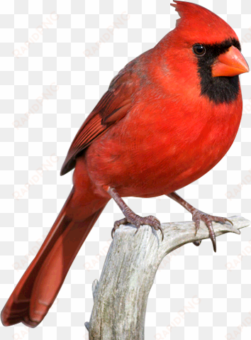 cardinal bird png svg free download - red cardinal transparent png