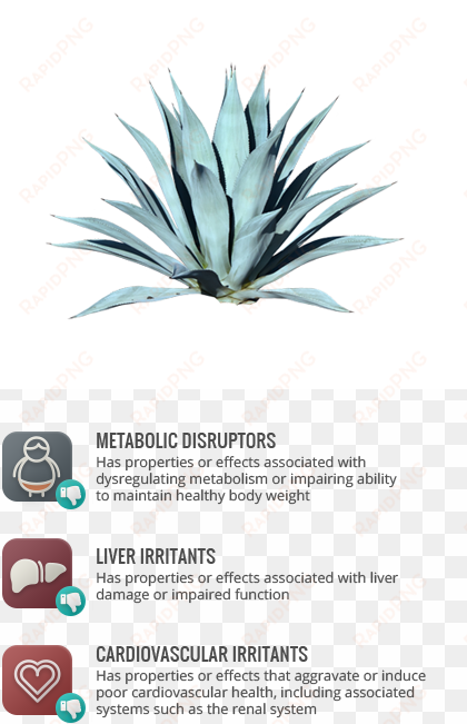 cardiovascular irritants - single blue agave plant