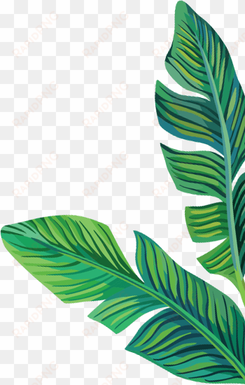 careers - myolab - clipart banana leaves png