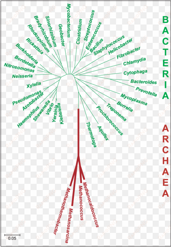 carl woese view at the procariotic tree of life - carl woese