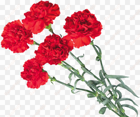 carnations - red carnation png of a carnation