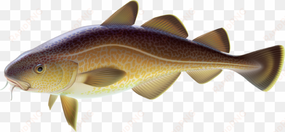 carp fish png clipart - carp clipart