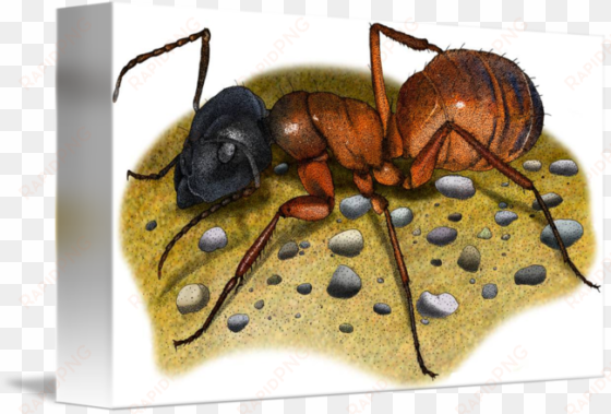 carpenter ant by roger hall - canvas print