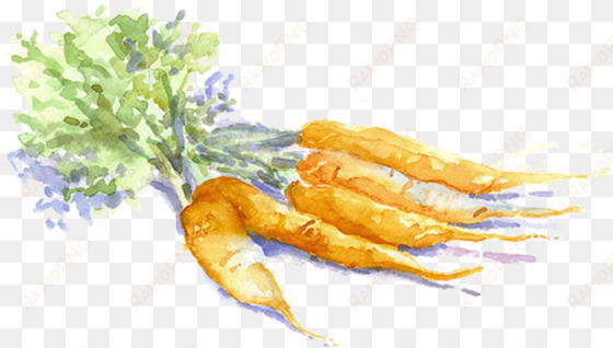 carrot drawing vegetable painting - carrot watercolor kisspng
