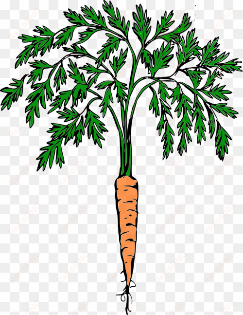 carrot,orange carrot,vegetables,free vector graphics - retro carrot