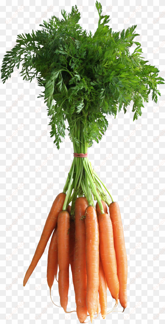 carrots png clipart picture fruits and vegetables, - transparent background carrots png