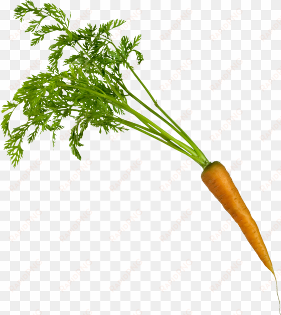 carrots png leave drawing clip - carrot parsley png