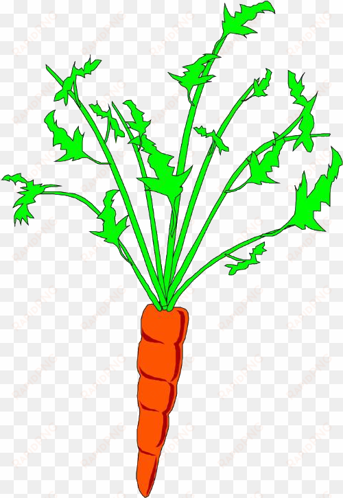 carrots png stem clip art - carrot animation