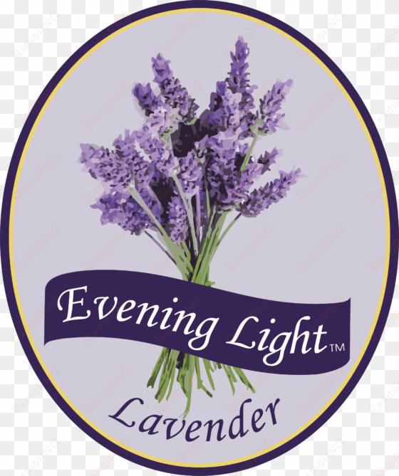 cart - purely black - lavender essential oil 100% pure 100ml