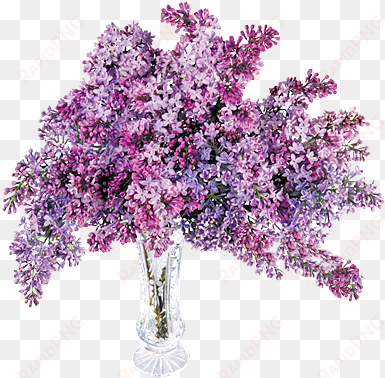 cascading wisteria - transparent lilac