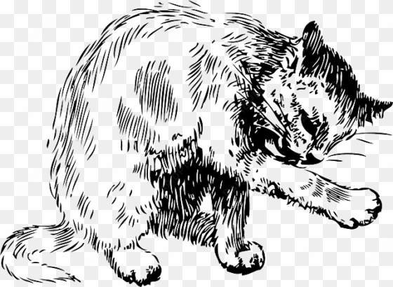 cat, drawing, cleaning, washing, pet, fur, bath, itself - cat cleaning itself drawing