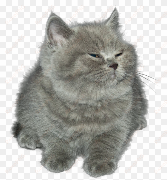 cat kitten cat mammal small to medium sized cats whiskers - little gray cat png