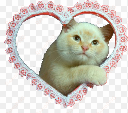 cat mine cats heart png transparent soft grunge - soft grunge png