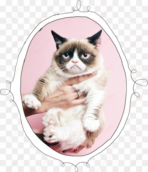 cat mine transparent grumpy grumpy cat sad cat - cute happy monday