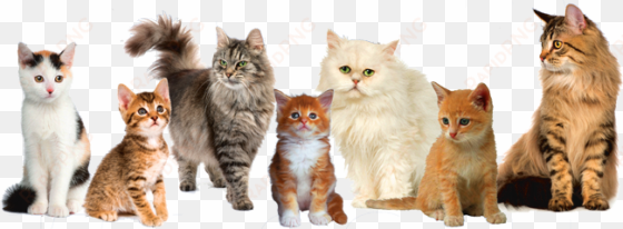 cat png image - cats png
