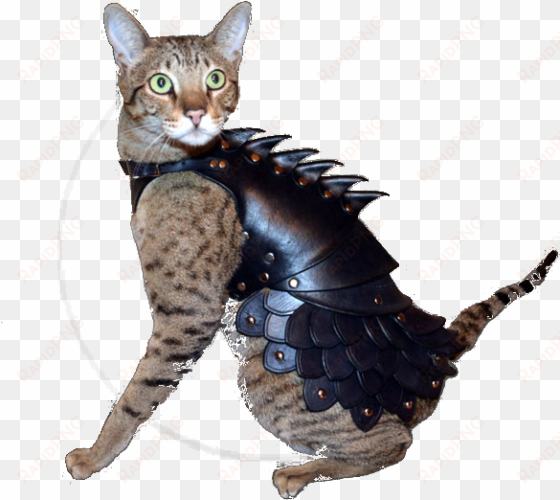 cat vs - cat armor