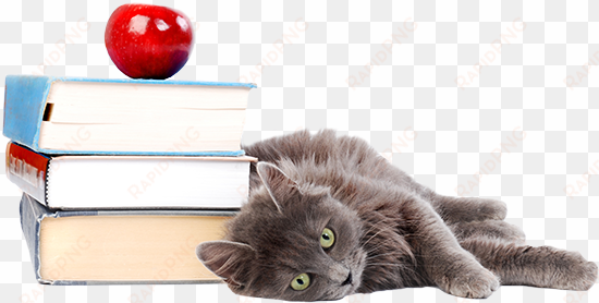 cat with books transparent small - dog cat back to school