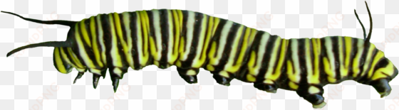 caterpillar png pic - caterpillar to butterfly png