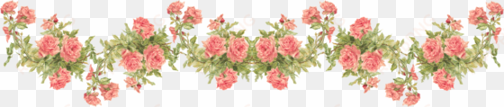 catherine klein peach roses digital elements - rose border transparent background