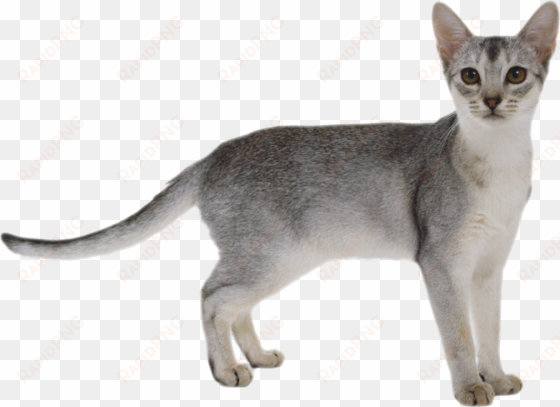 cats image white background png - cat png