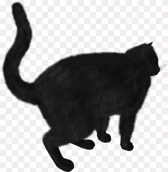 cats png free images, download - black cat transparent png