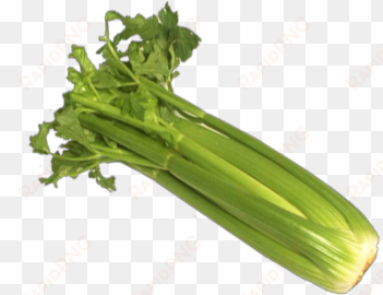 celery - celery seed, tendercrisp, 100 seeds, heirloom, organic,