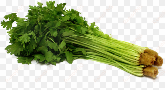 celery png pic - celery png