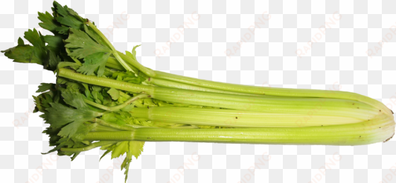 celery transparent one piece - celery