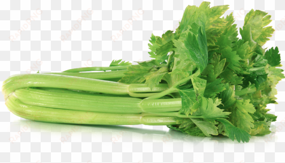 celery transparent png - celery transparent
