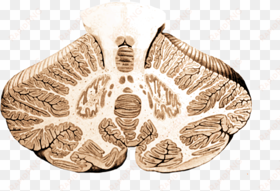 Cerebellum Cross-section, Without Labels - Cerebellum Cross Section transparent png image