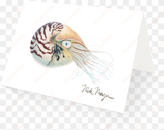 chambered nautilus