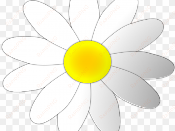 chamomile clipart daisy - clip art